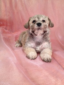 Female Schnoodle puppy for sale #7 Ready December 20th, 2012|Shipping to All Major Airports like Fort Lauderdale FL for only $150 5